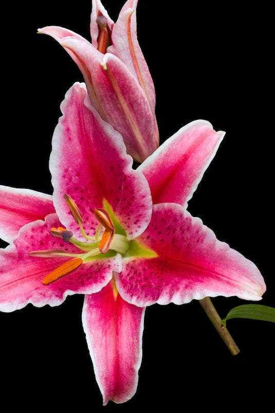 stargazer lily