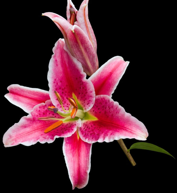 stargazer lily