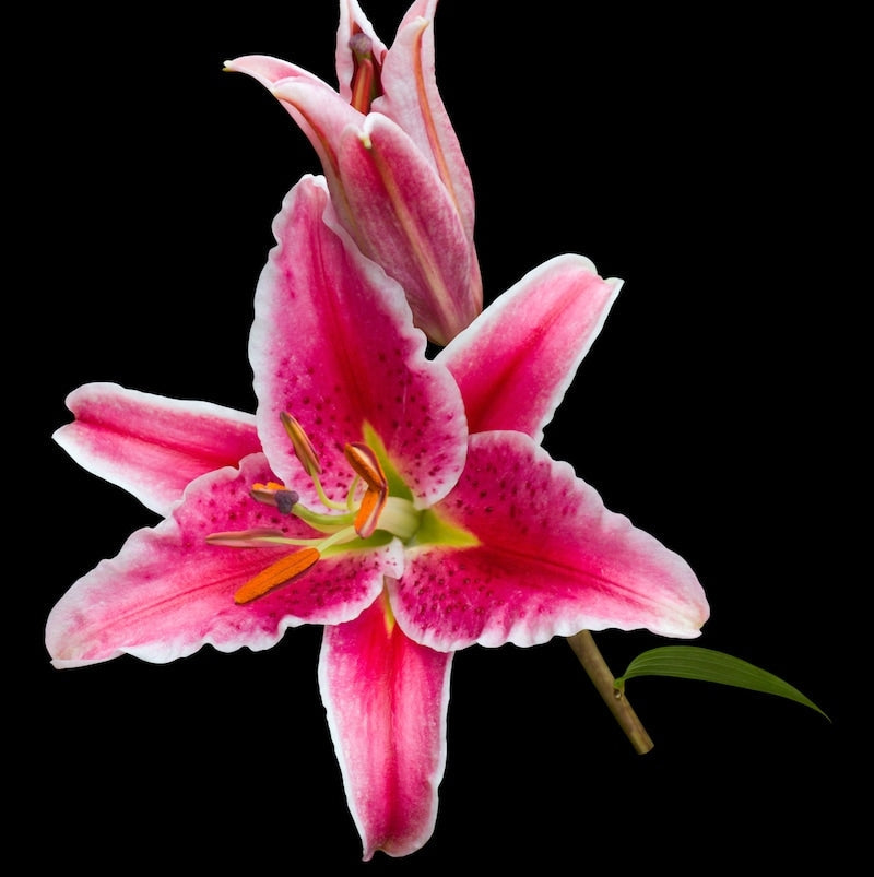 stargazer lily