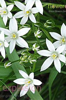 Star of Bethlehem