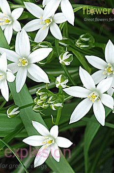 Star of Bethlehem