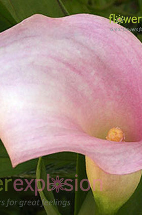 Pink Calla Lilies