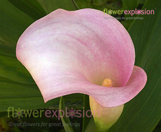 Pink Calla Lilies