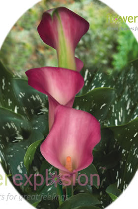 Pink Calla Lilies