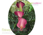 Pink Calla Lilies