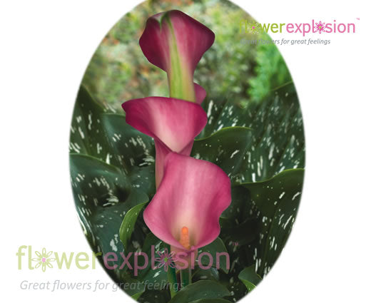 Pink Calla Lilies