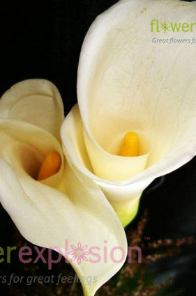 White Calla Lilies