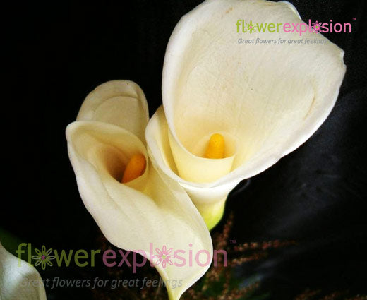 White Calla Lilies