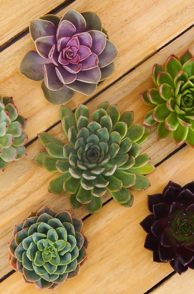 Succulents Combo Package