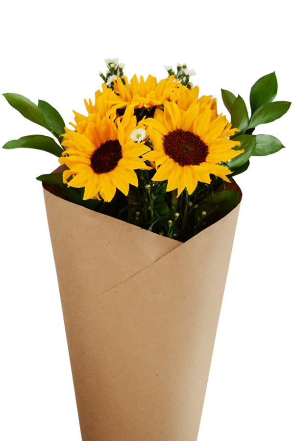 額装品/Sunflowers for Hope（デビット ホックニー） Sunflower, Sunspot Dwarf Seed Packets | Bentley Seeds