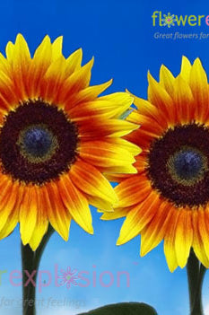 Medium Ring of Fire Sunflowers