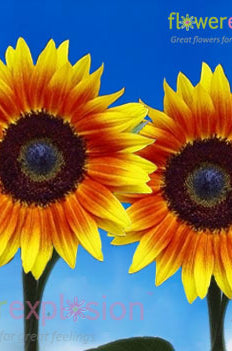 Medium Ring of Fire Sunflowers