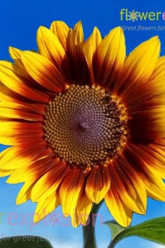 Ring of Fire Sunflower