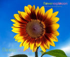 Ring of Fire Sunflower