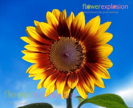 Ring of Fire Sunflower