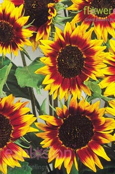 Ring of Fire Sunflowers
