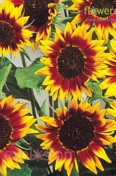 Ring of Fire Sunflowers