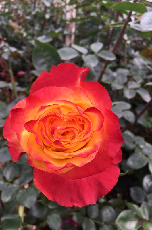 Sunset X-Pression | Orange Garden Rose