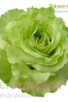 Super Green Garden Rose