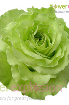 Super Green Garden Rose