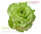 Super Green Garden Rose