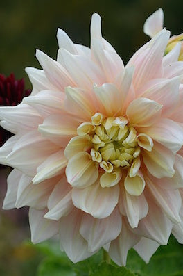 sweet pink dahlia