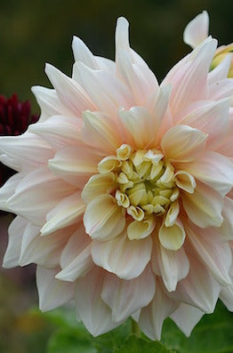 sweet pink dahlia