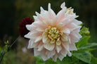 sweet pink dahlia