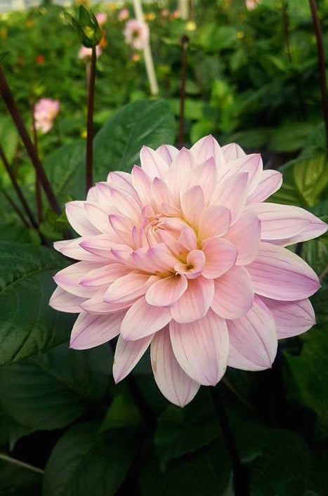 sweet pink dahlia flower
