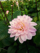 sweet pink dahlia flower