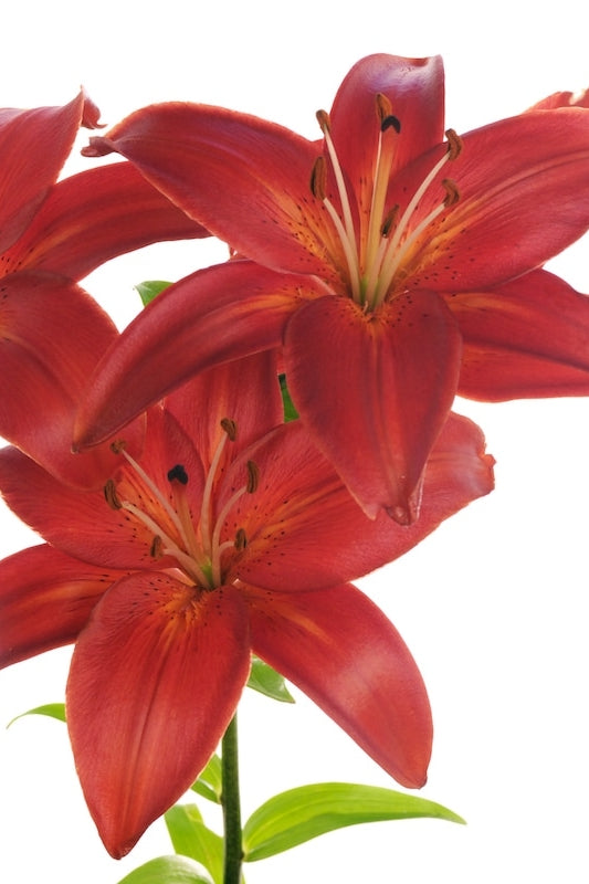 Terracotta Lily