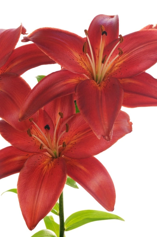 Terracotta Lily