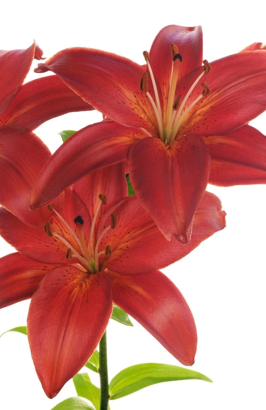 Terracotta Lily