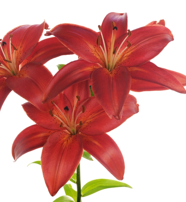 Terracotta Lily