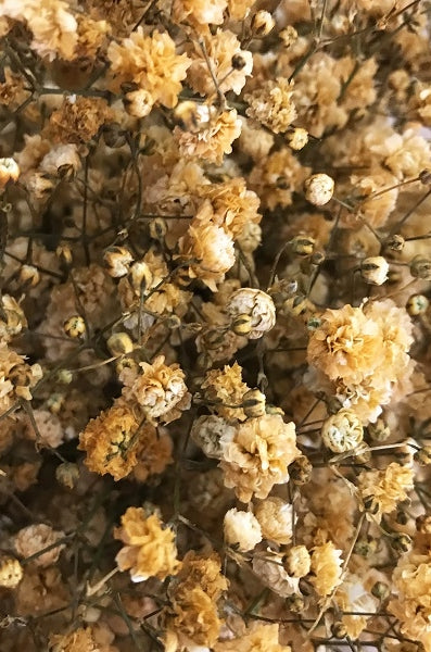 Mocca Brown Baby's Breath