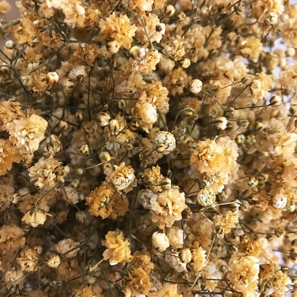 Mocca Brown Baby's Breath