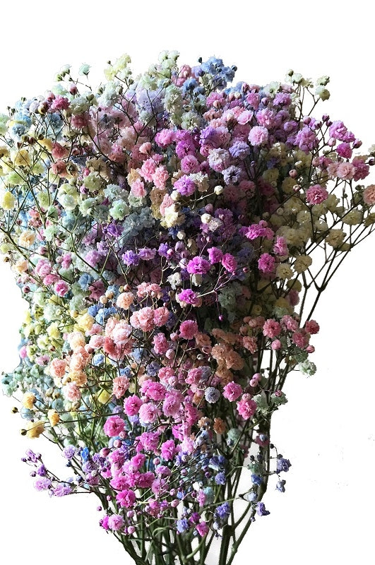 Pastel Baby's Breath