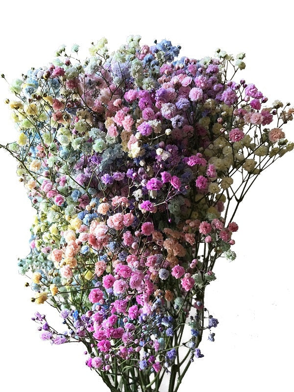 Pastel Baby's Breath