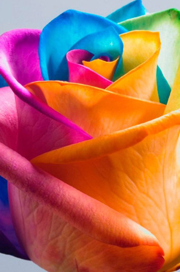 rainbow roses