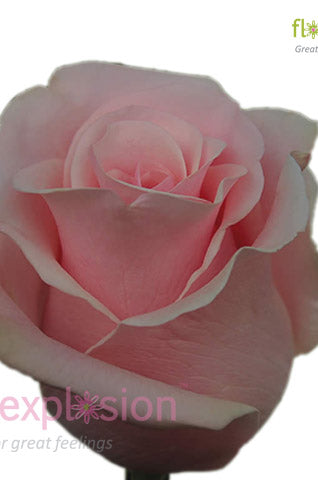 Titanic Light Pink Rose