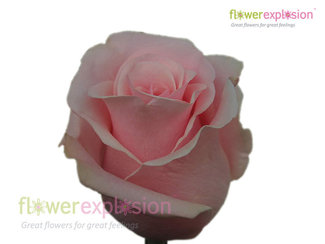 Titanic Light Pink Rose