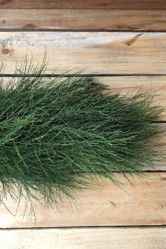 holiday tree fern garland