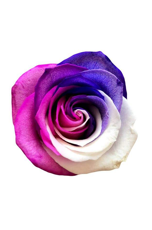 tricolor pink white purple rose