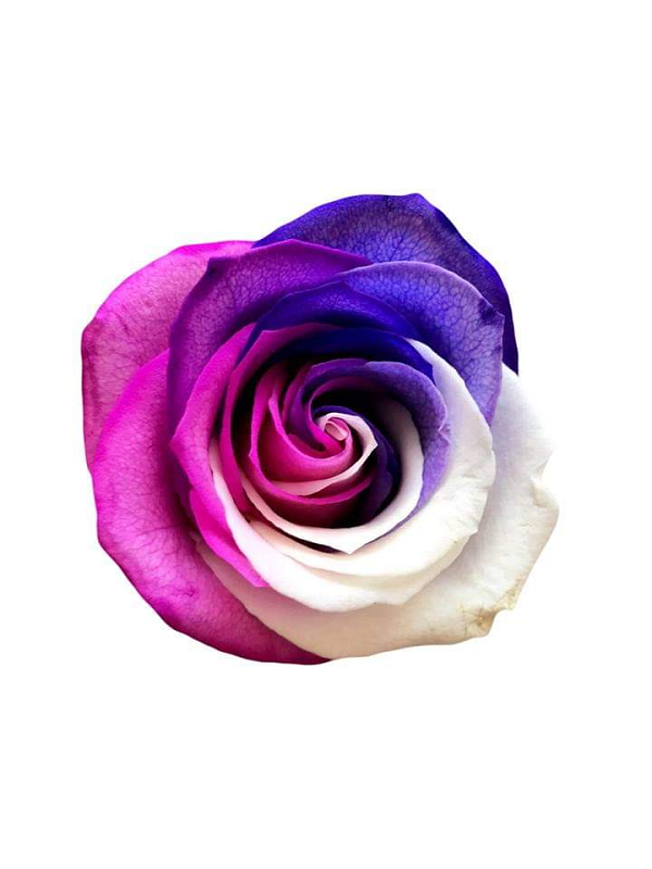 tricolor pink white purple rose