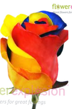 Tricolor Roses | Yellow, Blue, Red