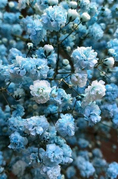 Blue Turquoise Baby's Breath