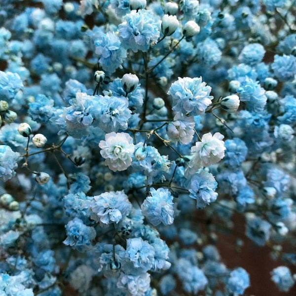 Blue Turquoise Baby's Breath