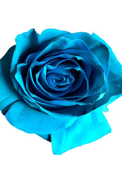 turqouise rose