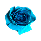 turqouise rose