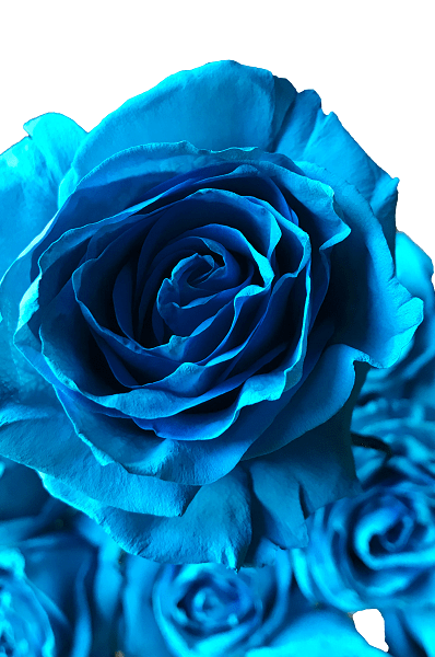 turquoise tinted roses
